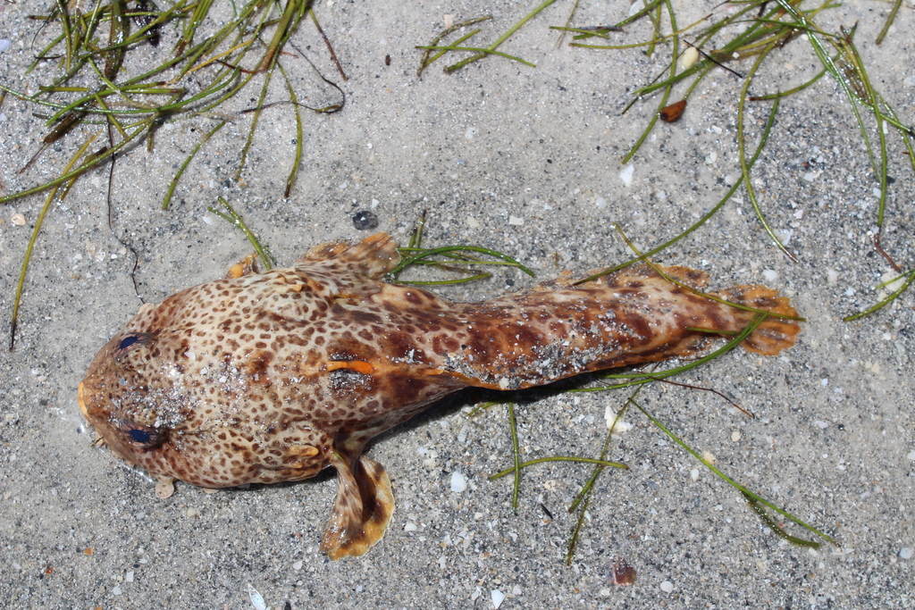 Leopard Toadfish
