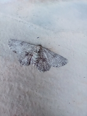 Ascotis reciprocaria