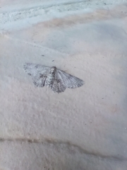 Ascotis reciprocaria
