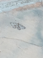 Ascotis reciprocaria