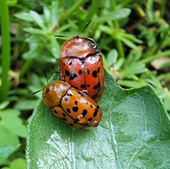 Conchyloctenia punctata