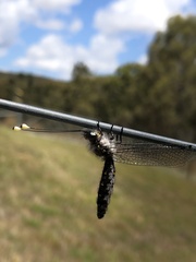 Pilacmonotus sabulosus