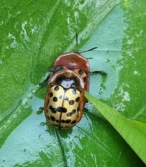 Conchyloctenia punctata