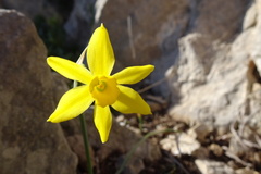 Narcissus assoanus