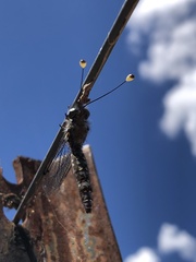 Pilacmonotus sabulosus