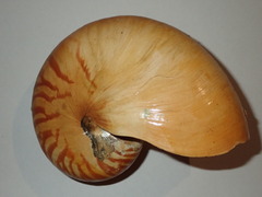 Nautilus