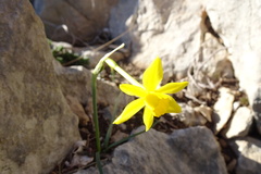Narcissus assoanus