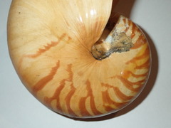 Nautilus