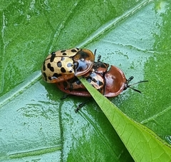 Conchyloctenia punctata