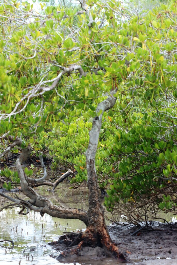 smooth-fruited yellow mangrove from Poona Creek Mudflat, Poona, QLD ...