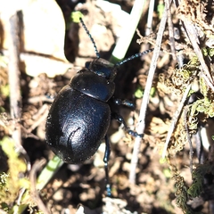 Timarcha goettingensis
