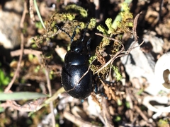 Timarcha goettingensis
