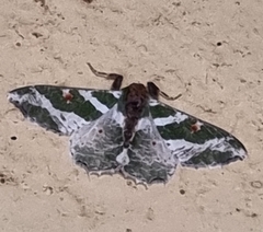 Victoria fuscithorax