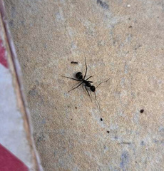 Camponotus