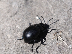 Timarcha goettingensis