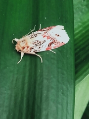 Spodoptera picta