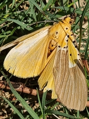 Asota speciosa