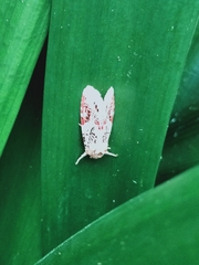 Spodoptera picta