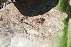 Aelurillus v-insignitus