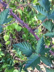 Rubus riddelsdellii