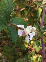 Rubus riddelsdellii