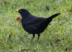 Turdus merula