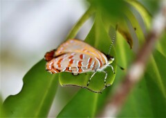 Hypochrysops apelles