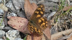 Heteronympha solandri