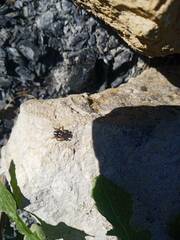 Philaeus chrysops