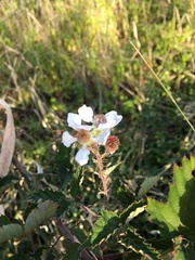 Rubus riddelsdellii