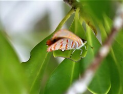 Hypochrysops apelles