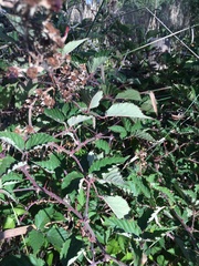 Rubus riddelsdellii