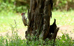 Campethera bennettii