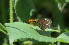 Metisella willemi