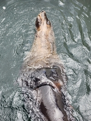 Arctocephalus pusillus