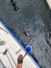 Arctocephalus pusillus