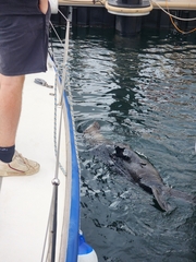 Arctocephalus pusillus