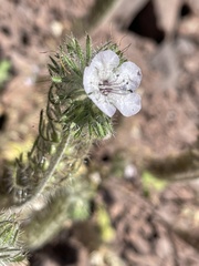 Phacelia cicutaria