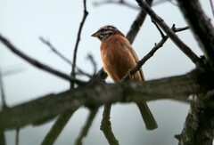 Emberiza tahapisi
