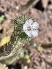 Phacelia cicutaria