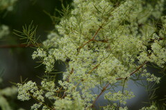 Asparagus retrofractus