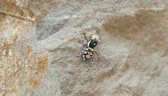 Menemerus semilimbatus