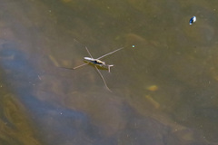 Aquarius paludum paludum