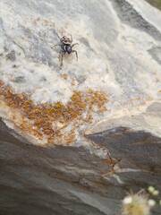 Menemerus semilimbatus