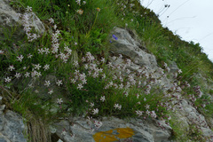 Silene saxifraga