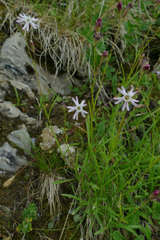Silene saxifraga