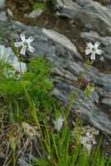 Silene saxifraga