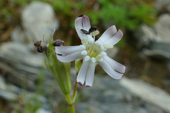 Silene saxifraga