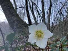 Helleborus niger