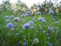 Globularia